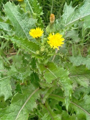 Sonchus asper