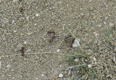 Pogonomyrmex rugosus