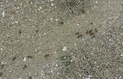 Pogonomyrmex rugosus