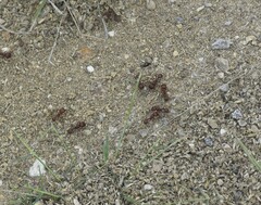 Pogonomyrmex rugosus