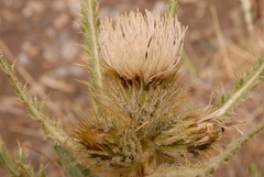 Cirsium hookerianum