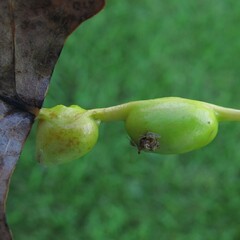 Pemphigus populitransversus