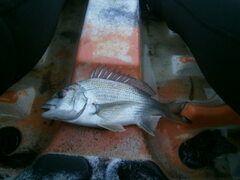 Acanthopagrus butcheri