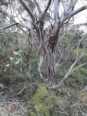 Eucalyptus neutra