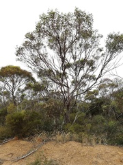 Eucalyptus neutra