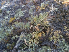 Phlojodicarpus sibiricus