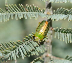 Calomela parilis