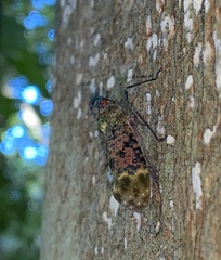 Enchophora sanguinea