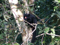 Chiropotes albinasus