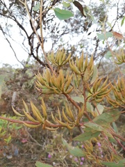 Eucalyptus redunca