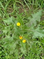 Sonchus asper