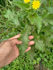 Sonchus asper