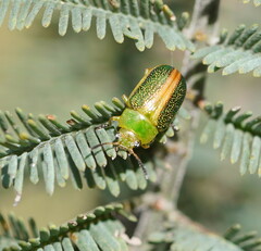 Calomela parilis