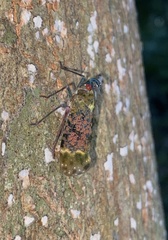 Enchophora sanguinea