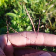 Bothriochloa pertusa