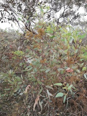 Eucalyptus redunca