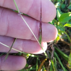 Bothriochloa pertusa