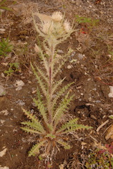 Cirsium hookerianum