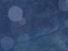 Rypticus saponaceus