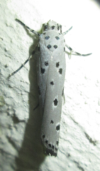Ethmia circumdatella