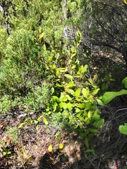Muellerina celastroides
