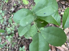 Malpighia glabra
