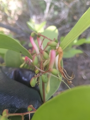 Muellerina celastroides