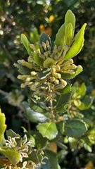 Lomatia dentata