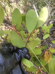Muellerina celastroides