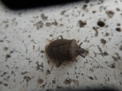 Halyomorpha halys