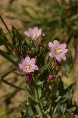 Epilobium glaucum