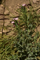 Epilobium glaucum