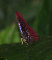 Paralaxita