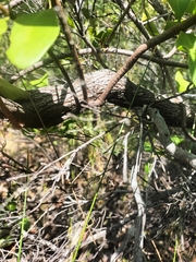 Muellerina celastroides