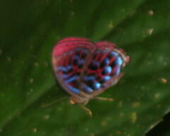 Paralaxita