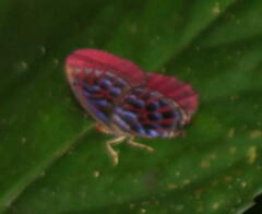 Paralaxita