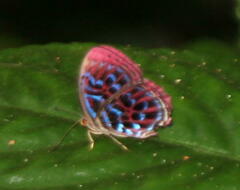 Paralaxita