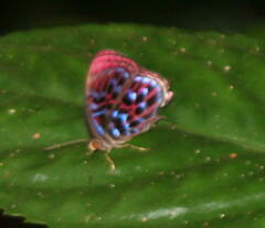Paralaxita