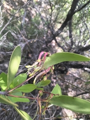 Muellerina celastroides