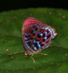 Paralaxita