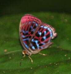 Paralaxita