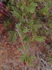 Grevillea pectinata