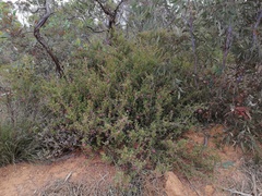 Grevillea pectinata