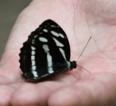 Limenitidinae