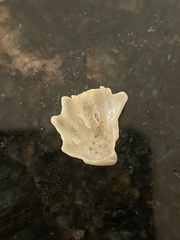 Plicatula gibbosa