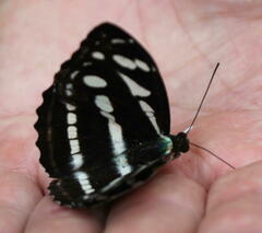 Limenitidinae