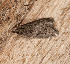 Aglossa