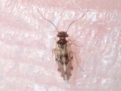 Elipsocidae