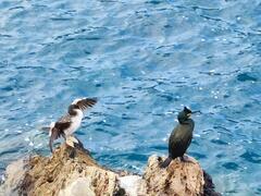 Gulosus aristotelis desmarestii