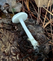 Marasmius calhouniae